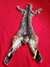 Load image into Gallery viewer, Taxidermy Quality Bobcat, 2023-18
