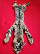 Load image into Gallery viewer, Taxidermy Quality Bobcat, 2023-18
