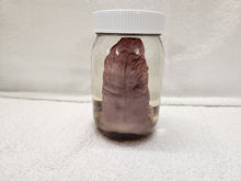 Load image into Gallery viewer, Animal Tongues - Wet Specimens
