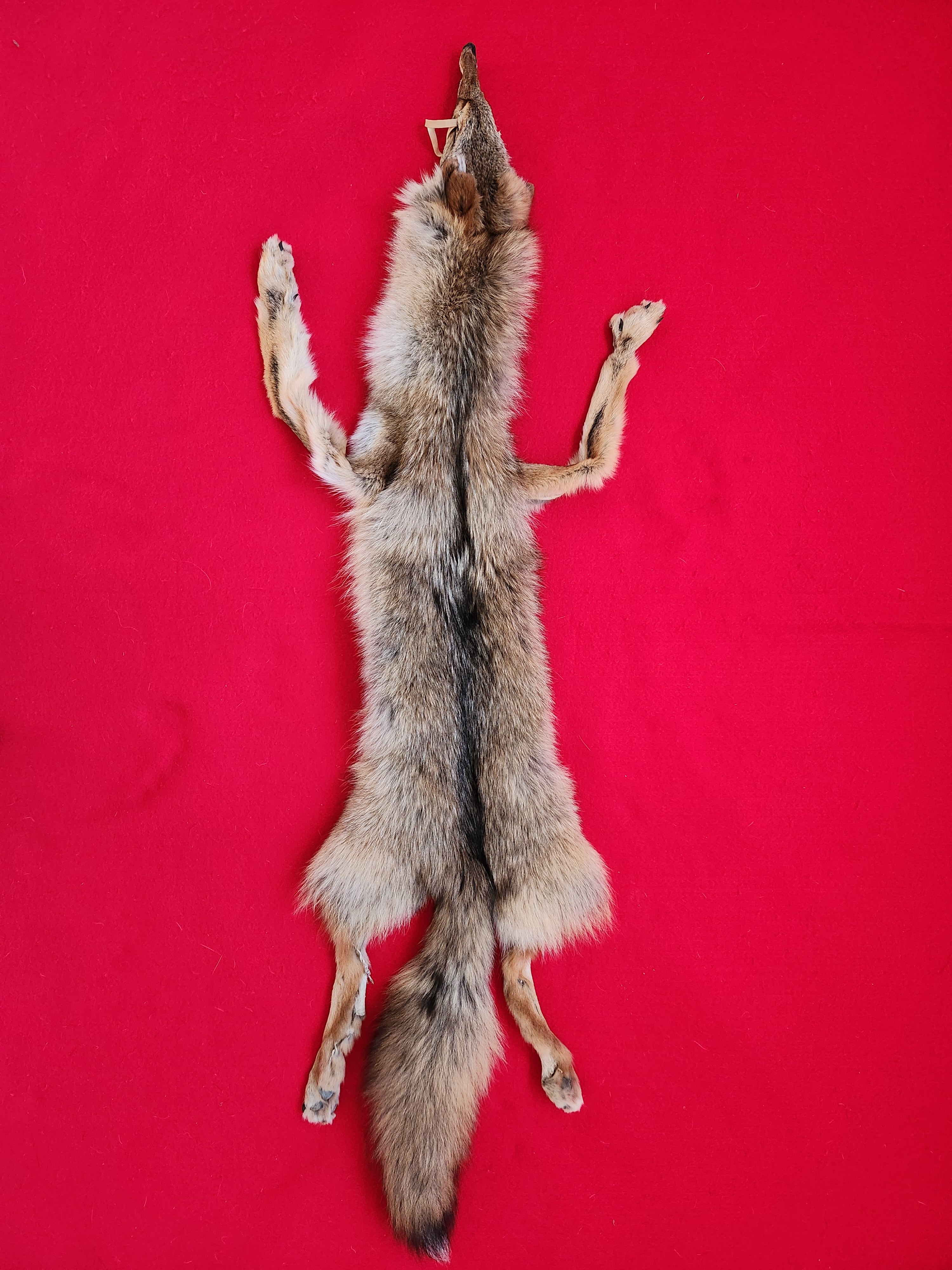 N. Idaho Male Coyote w/ feet and claws COY1022 – The Idaho Fur Shack