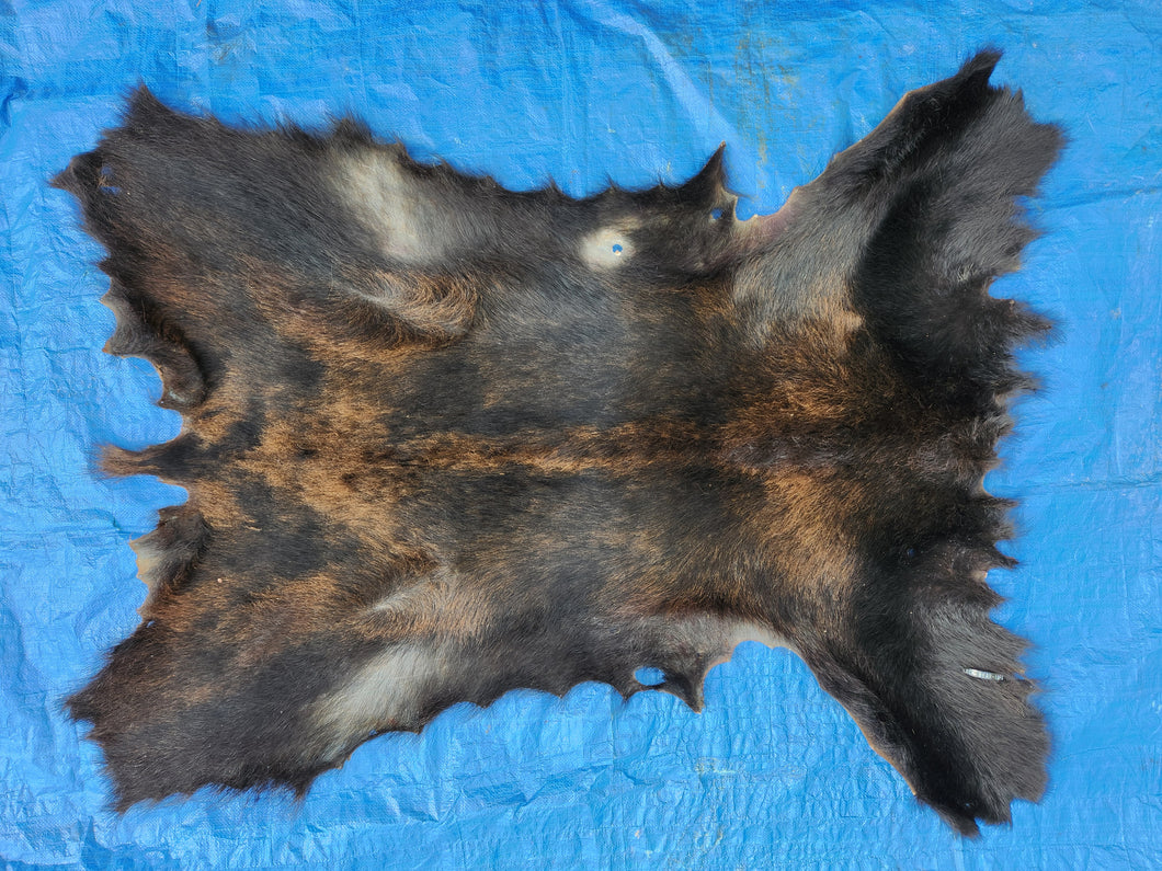 Black Bear Hide