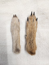 Load image into Gallery viewer, Animal Feet/Paws - Wet Specimens
