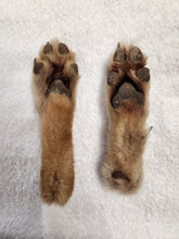 Load image into Gallery viewer, Animal Feet/Paws - Wet Specimens
