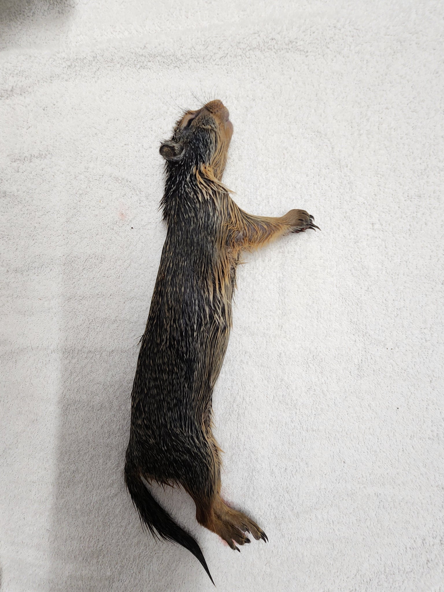 Antelope popular ground squirrel mummified freeze dried wet specimen with jar taxidermy mount oddities formalin fixed curiosities mummy squirrel