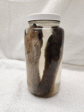 Load image into Gallery viewer, Animal Feet/Paws - Wet Specimens
