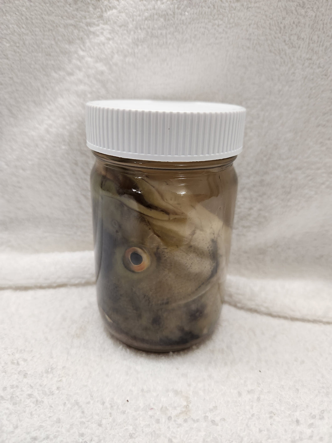 Fish Heads - Wet Specimens