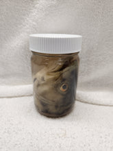 Load image into Gallery viewer, Fish Heads - Wet Specimens
