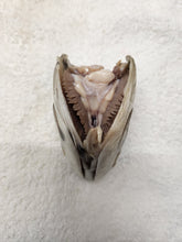 Load image into Gallery viewer, Fish Heads - Wet Specimens
