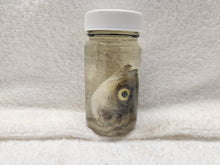 Load image into Gallery viewer, Fish Heads - Wet Specimens
