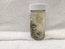 Load image into Gallery viewer, Fish Heads - Wet Specimens
