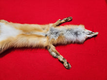 Load image into Gallery viewer, North Idaho Red Fox - Taxidermy Quality - RFX1001
