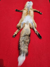 Load image into Gallery viewer, North Idaho Red Fox - Taxidermy Quality - RFX1001
