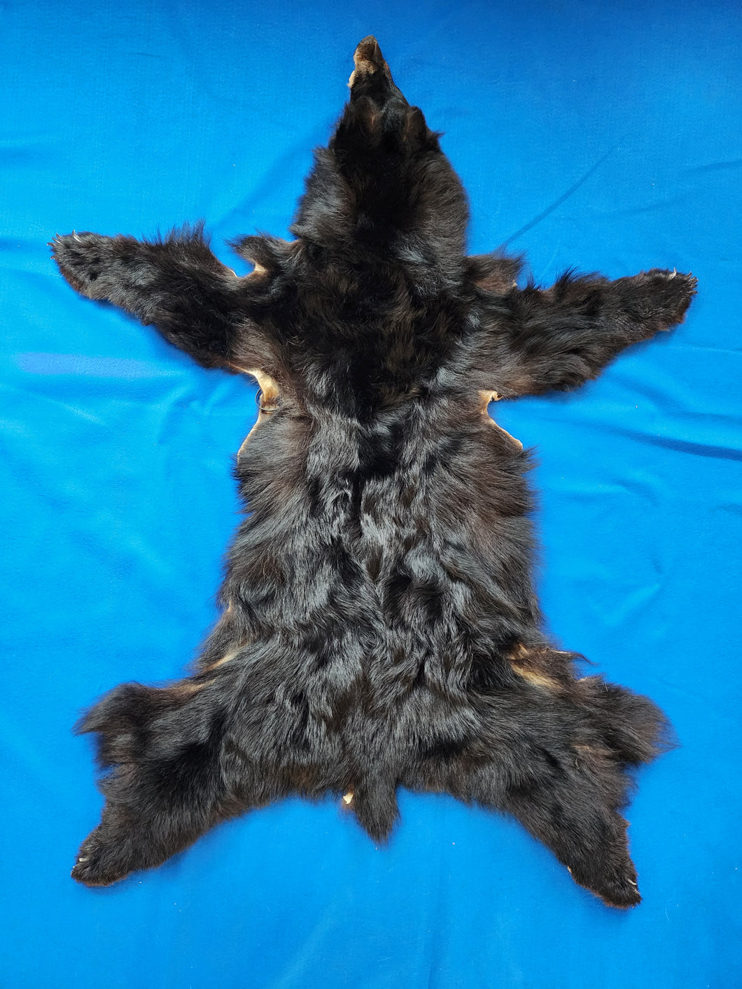 Black Bear - Taxidermy Quality - BBR1001