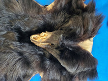 Load image into Gallery viewer, Black Bear - Taxidermy Quality - BBR1001
