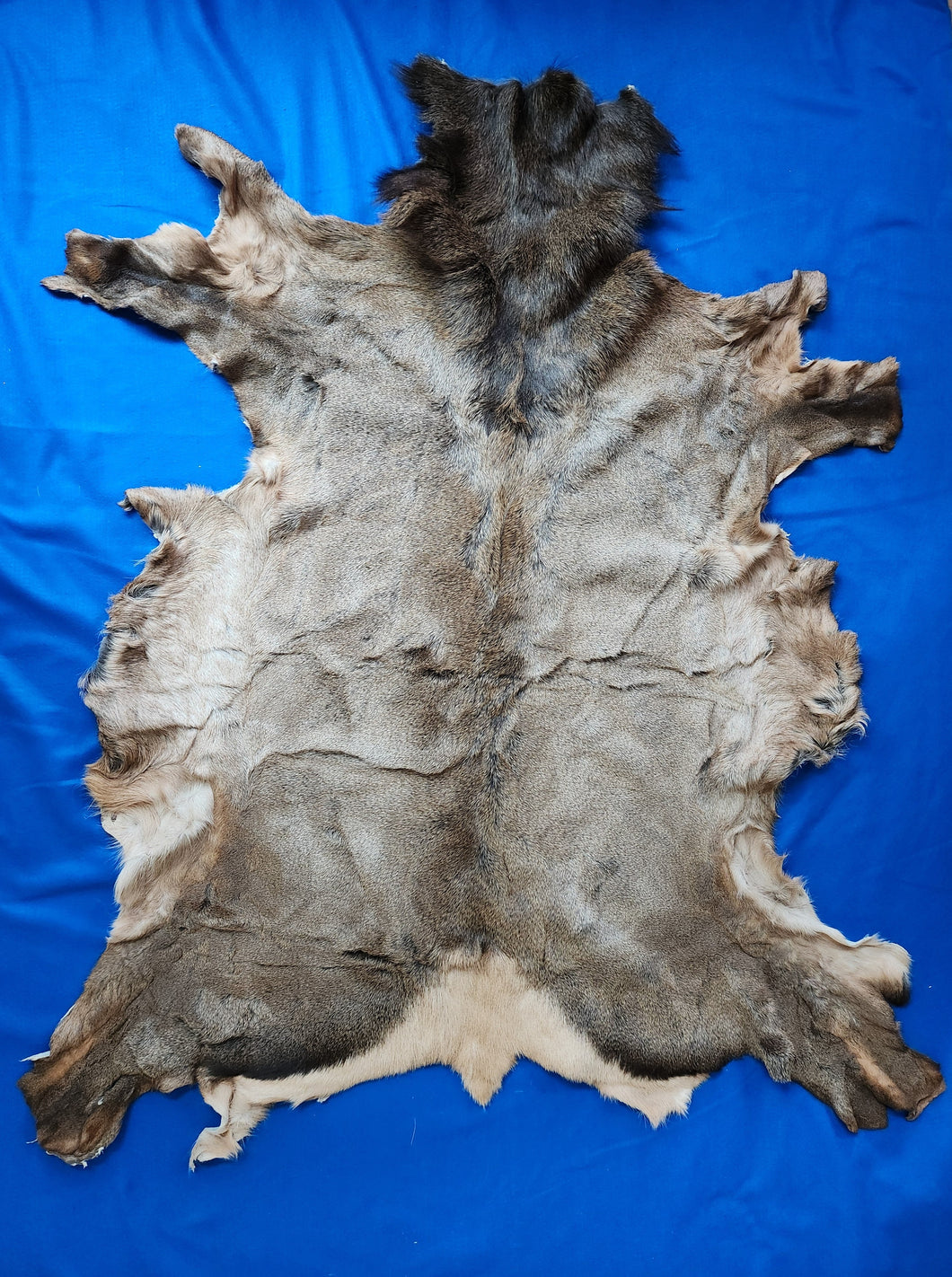 Idaho Cow Elk Hide - ELK1001A