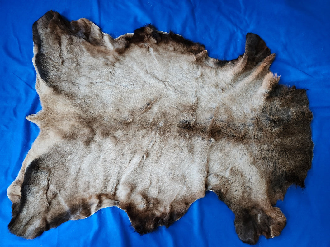 Montana Bull Elk Hide - ELK1001D