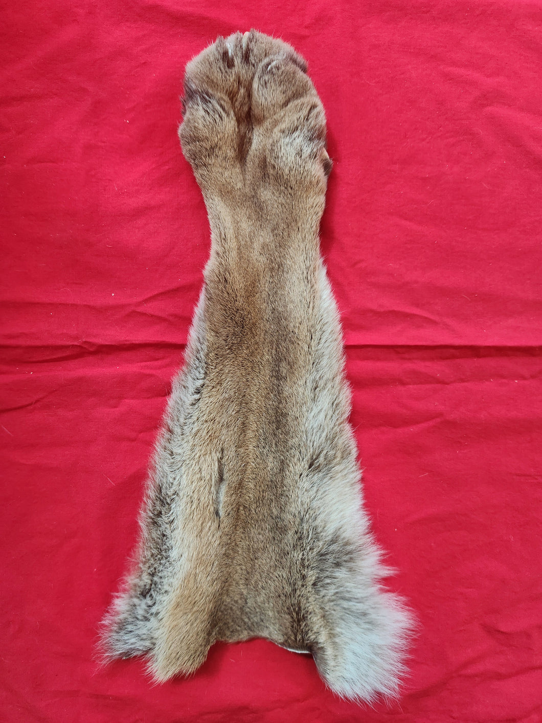 Mountain Lion Front Leg Skin MTL1011 The Idaho Fur Shack mountain-lion-front-leg-skin-mtl1011-the-idaho-fur-shack