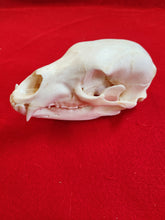 Load image into Gallery viewer, Small Black Bear Skull - BBS1001
