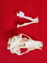 Load image into Gallery viewer, Small Black Bear Skull - BBS1001
