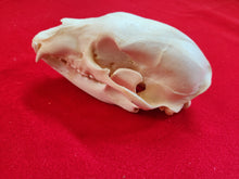 Load image into Gallery viewer, Small Black Bear Skull - BBS1001
