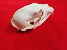 Load image into Gallery viewer, Small Black Bear Skull - BBS1001
