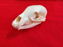 Load image into Gallery viewer, XS Black Bear Skull - BBS1002
