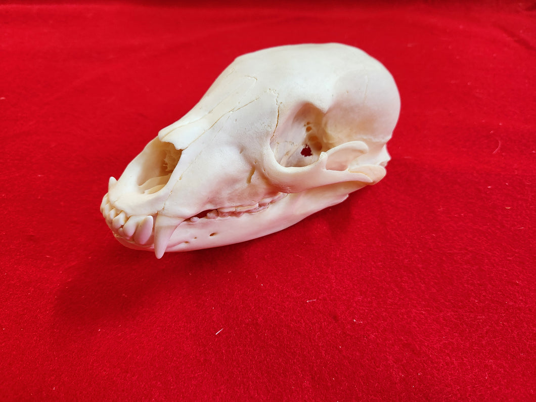 XS Black Bear Skull - BBS1002