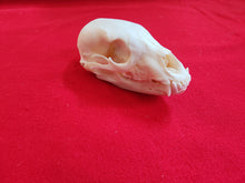 Load image into Gallery viewer, XS Black Bear Skull - BBS1002
