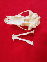 Load image into Gallery viewer, XS Black Bear Skull - BBS1002
