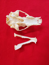 Load image into Gallery viewer, XS Black Bear Skull - BBS1002
