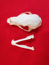 Load image into Gallery viewer, XS Black Bear Skull - BBS1002
