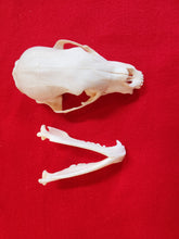 Load image into Gallery viewer, XS Black Bear Skull - BBS1002
