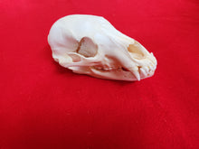 Load image into Gallery viewer, Small Black Bear Skull - BBS1003
