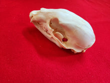 Load image into Gallery viewer, Small Black Bear Skull - BBS1003
