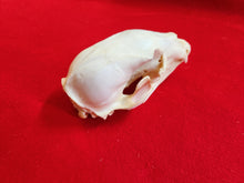 Load image into Gallery viewer, Small Black Bear Skull - BBS1003
