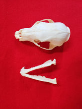 Load image into Gallery viewer, Small Black Bear Skull - BBS1003
