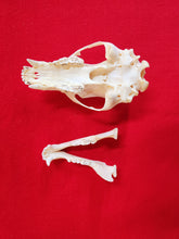 Load image into Gallery viewer, Small Black Bear Skull - BBS1003
