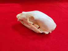 Load image into Gallery viewer, LM Black Bear Skull - BBS1004
