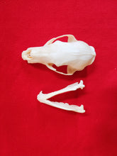 Load image into Gallery viewer, LM Black Bear Skull - BBS1004
