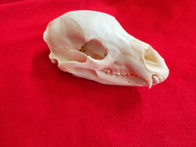 Load image into Gallery viewer, XL Black Bear Skull - BBS1005
