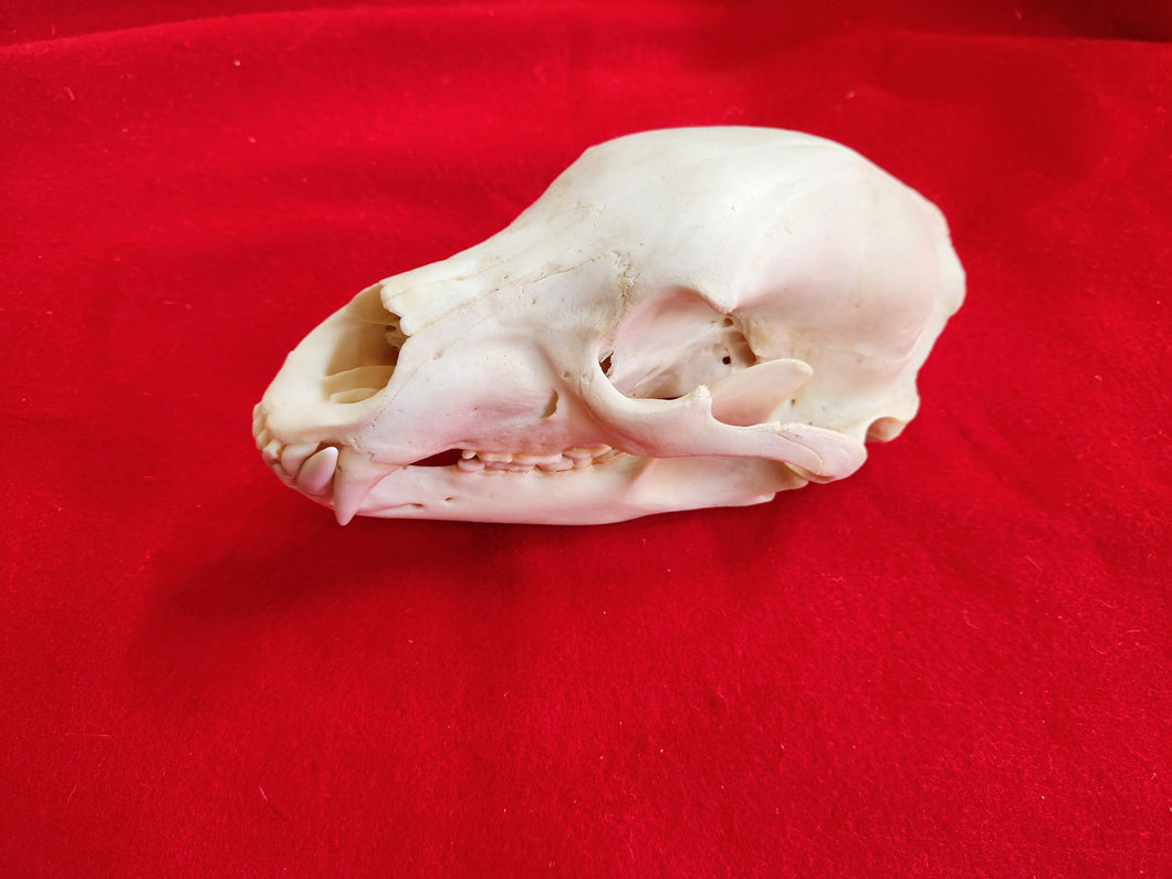 XL Black Bear Skull - BBS1005