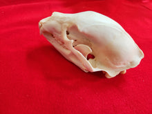 Load image into Gallery viewer, XL Black Bear Skull - BBS1005
