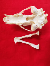 Load image into Gallery viewer, XL Black Bear Skull - BBS1005
