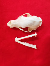 Load image into Gallery viewer, XL Black Bear Skull - BBS1005
