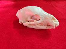 Load image into Gallery viewer, Large Black Bear Skull - BBS1011
