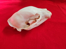 Load image into Gallery viewer, Large Black Bear Skull - BBS1011
