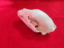 Load image into Gallery viewer, Large Black Bear Skull - BBS1011
