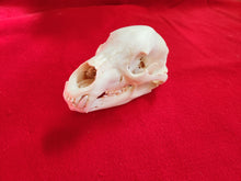 Load image into Gallery viewer, Large Black Bear Skull - BBS1011
