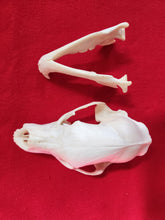 Load image into Gallery viewer, Large Black Bear Skull - BBS1011
