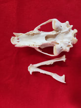 Load image into Gallery viewer, Large Black Bear Skull - BBS1011
